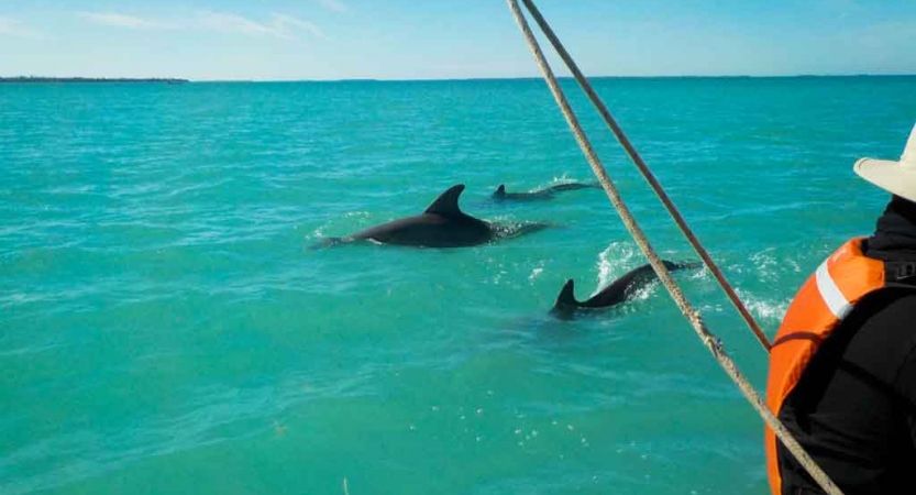three dolphins swim in blue water beside a sailboat on an outward bound expedition in florida
